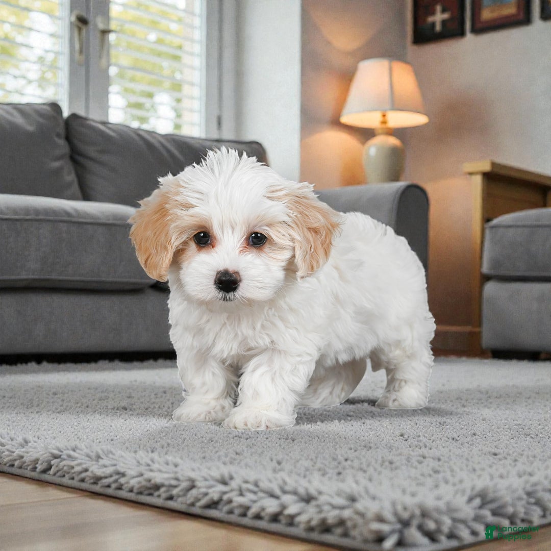 Maltipoo dogs for sale: Bessy - Ad 1