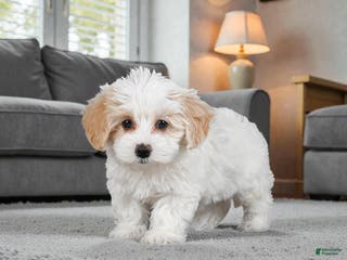Maltipoo dogs Bessy - Ad 29
