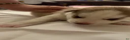 Siberian Husky dogs for sale: Siberian Husky 3 - Ad 11