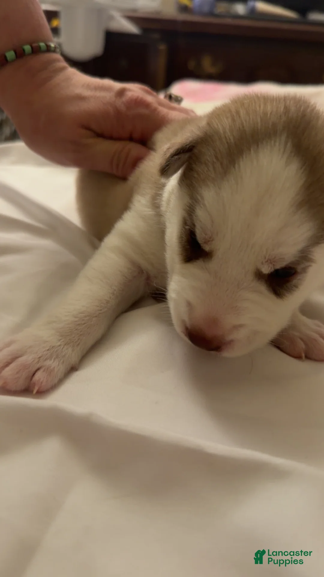 Siberian Husky dogs for sale: Siberian Husky 3 - Ad 11