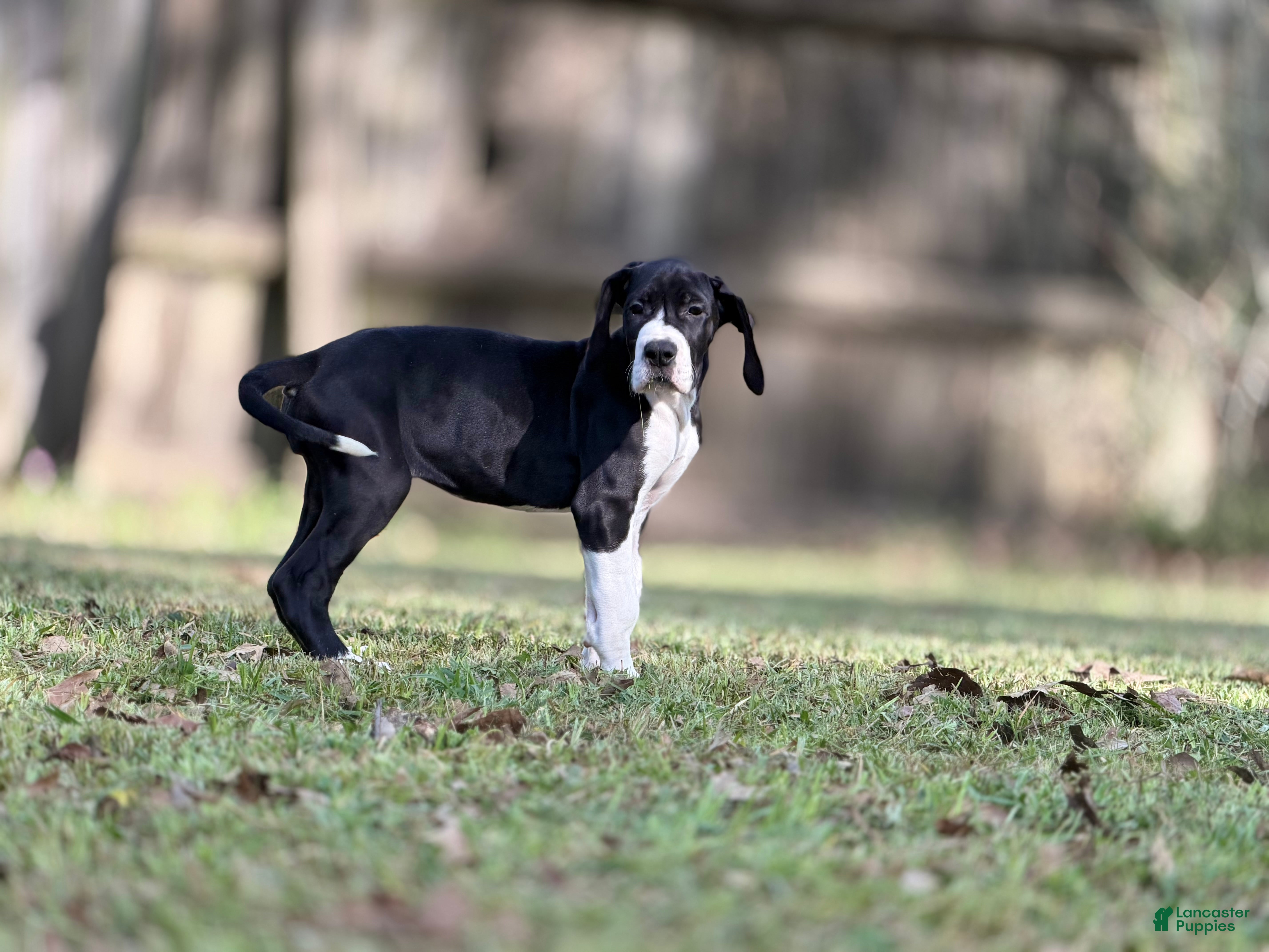 Great Dane dogs Ginny Weasley - Ad 1