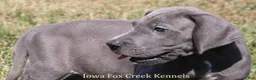 Great Dane dogs for sale: Sarge - Ad 11