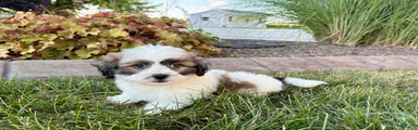 Lhasa/Coton male 4