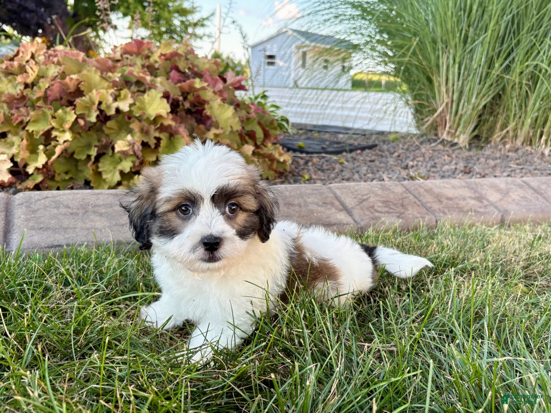 Mixed Breed dogs for sale: Lhasa/Coton male 4 - Ad 1