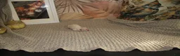 Pomeranian dogs for sale: Linen - Ad 2