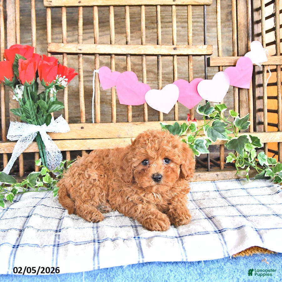Cavapoo dogs Adora - Ad 34