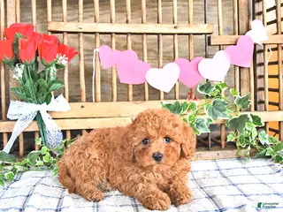 Cavapoo dogs Adora - Ad 34