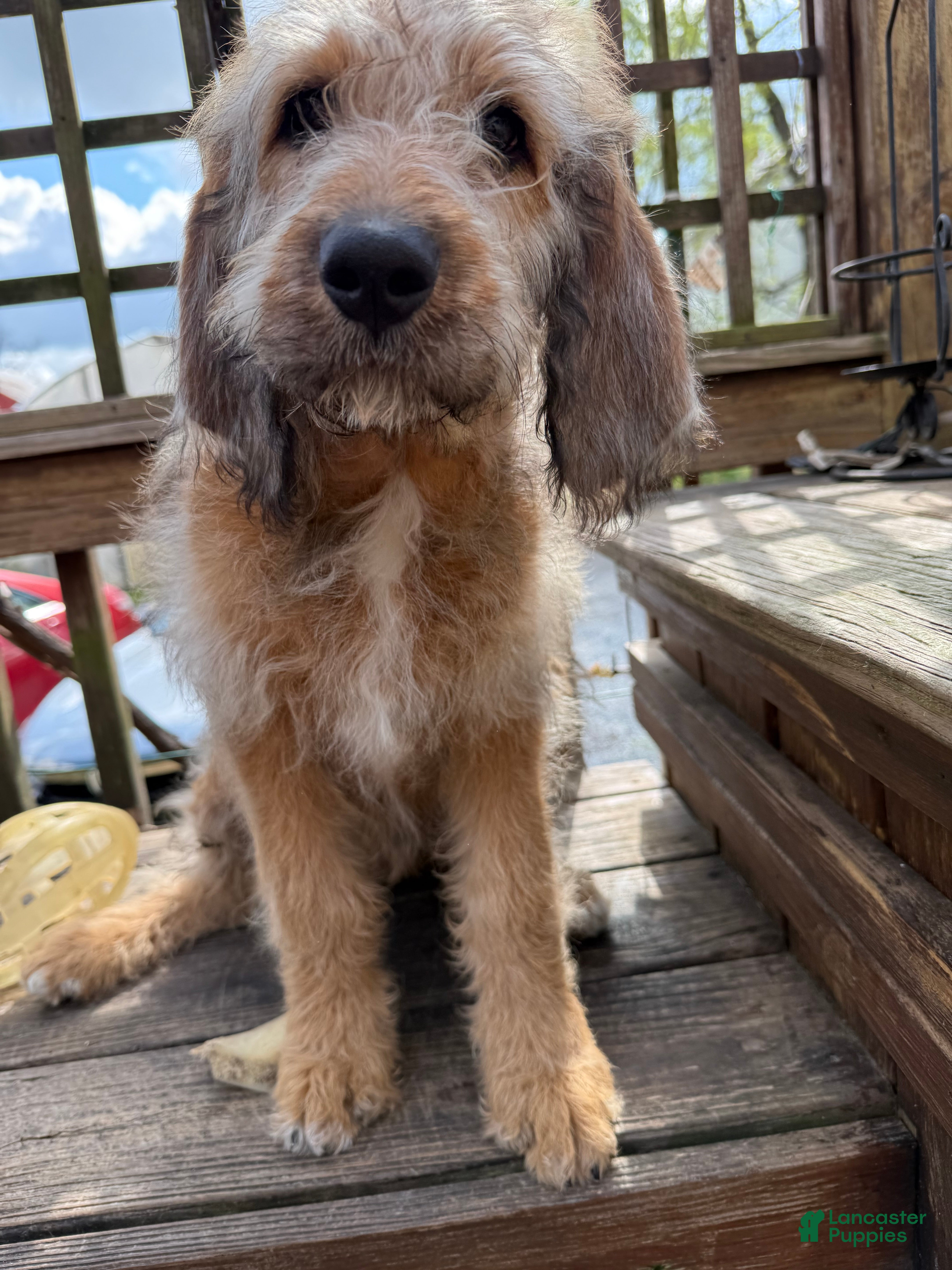 Mixed Breed dogs Sofie - Ad 2