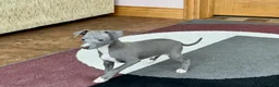 Italian Greyhound dogs for sale: Cj - Ad 5