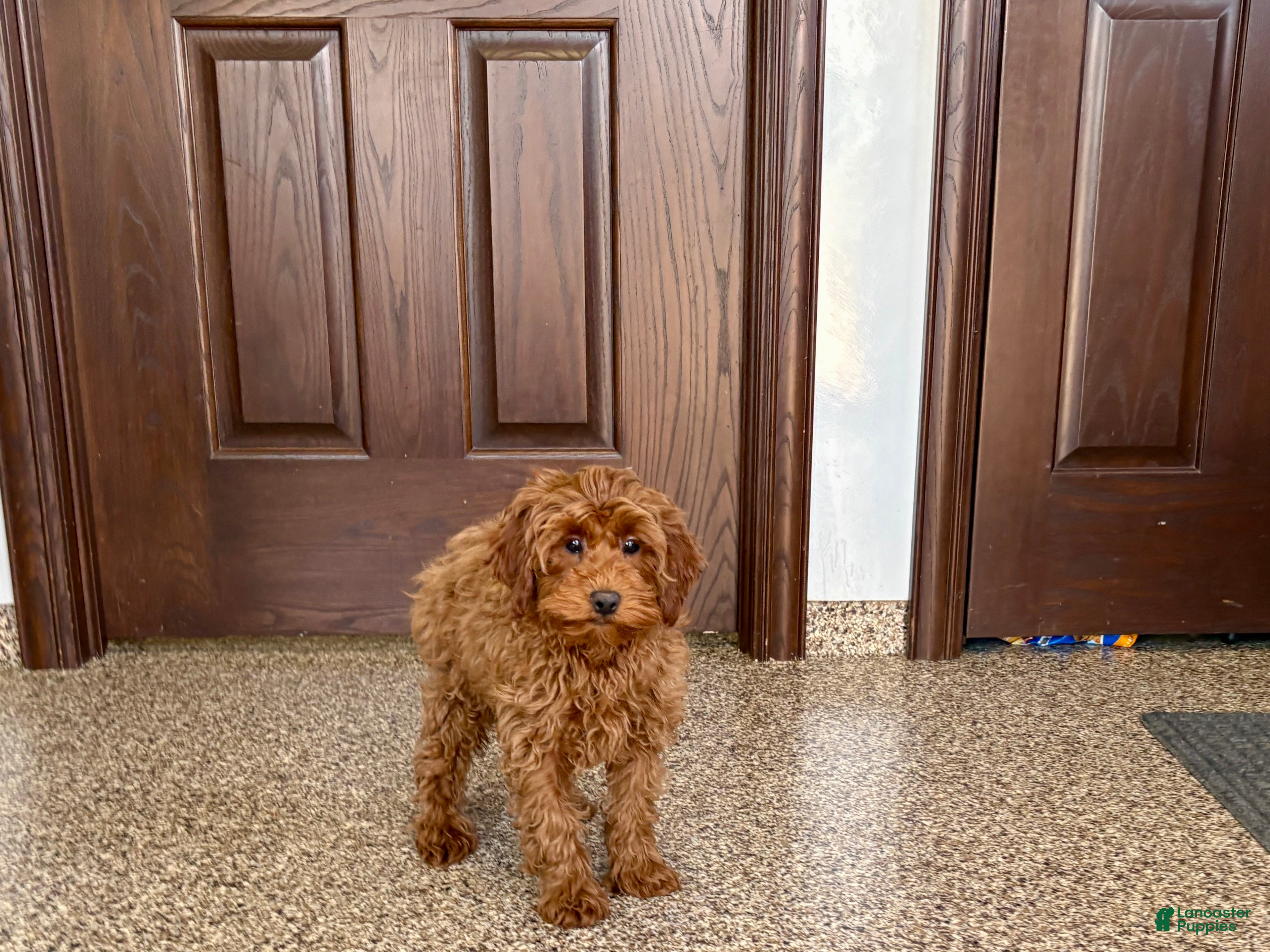 Cavapoo dogs Cavapoo F1b male Puppy 3 - Ad 1