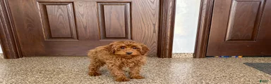 Cavapoo F1b male Puppy 3
