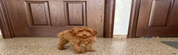 Cavapoo dogs for sale: Cavapoo F1b male Puppy 3 - Ad 1