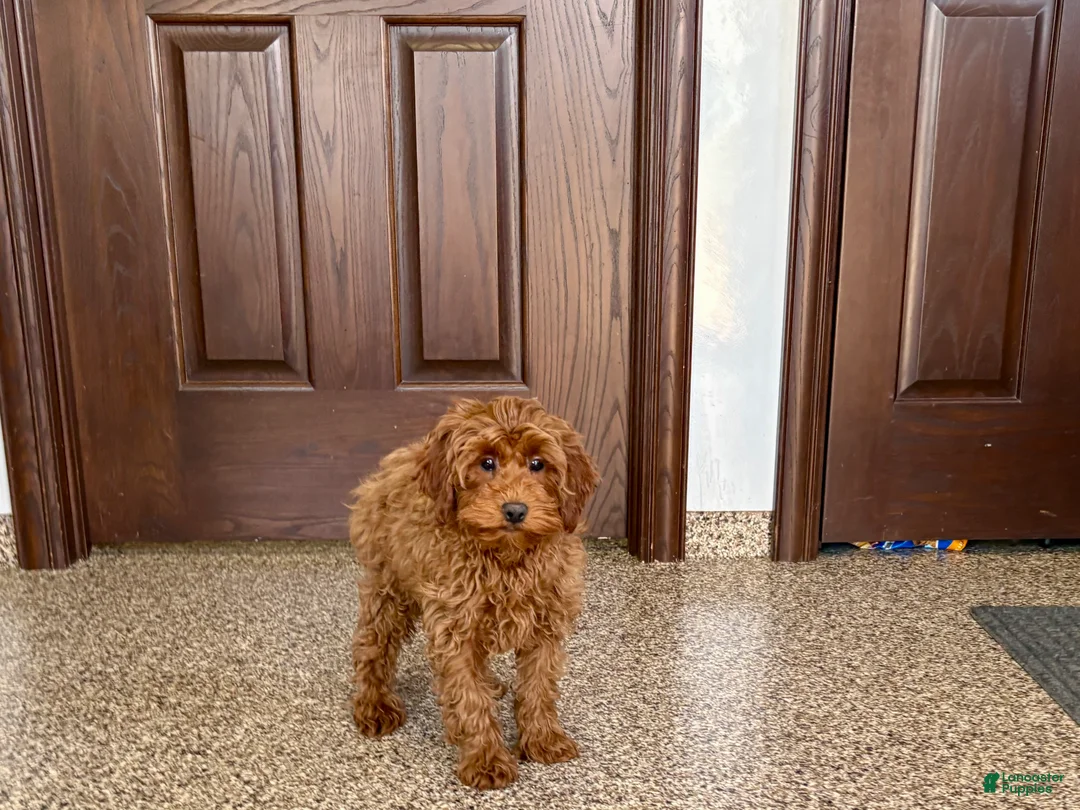 Cavapoo dogs for sale: Cavapoo F1b male Puppy 3 - Ad 1