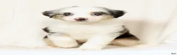 Miniature Australian Shepherd dogs for sale: Lacey - Ad 7