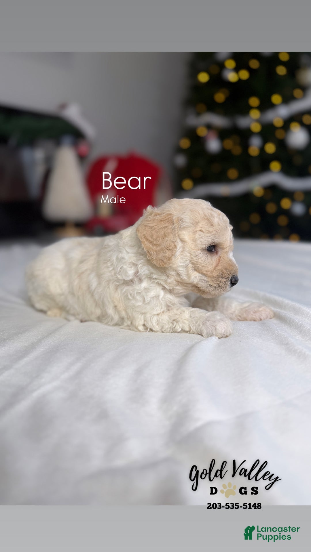 Mixed Breed dogs for sale: BEAR - Ad 2