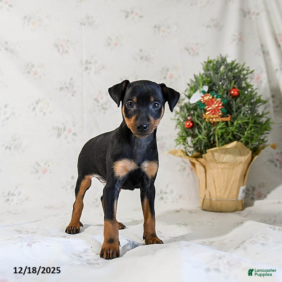 Miniature Pinscher dogs Domino - Ad 10