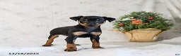 Miniature Pinscher dogs for sale: Domino - Ad 1