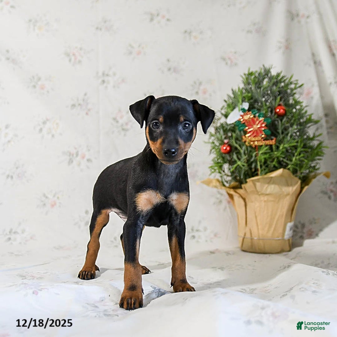 Miniature Pinscher dogs for sale: Domino - Ad 1