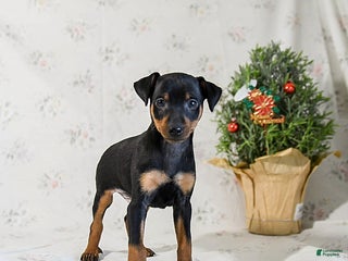 Miniature Pinscher dogs Domino - Ad 9