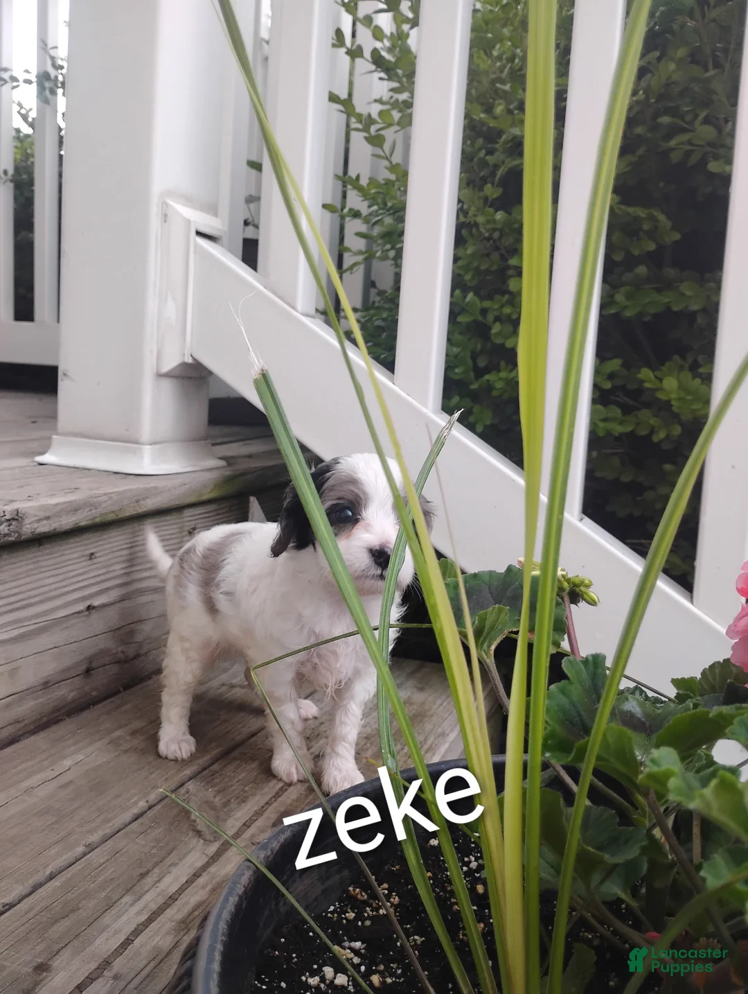 Cavapoo dogs for sale: Zeke - Ad 2