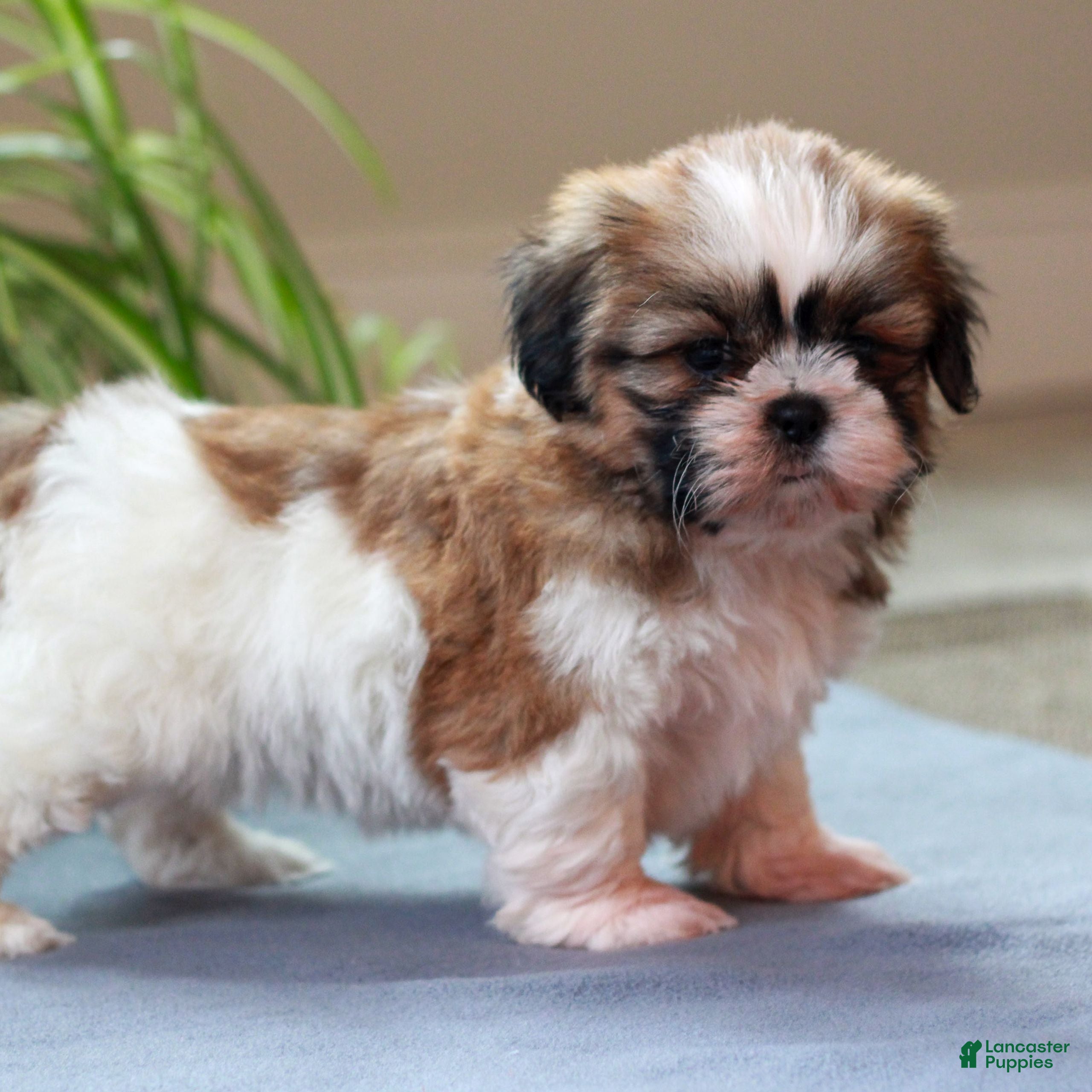 Shih Tzu dogs Nelly  - Ad 40