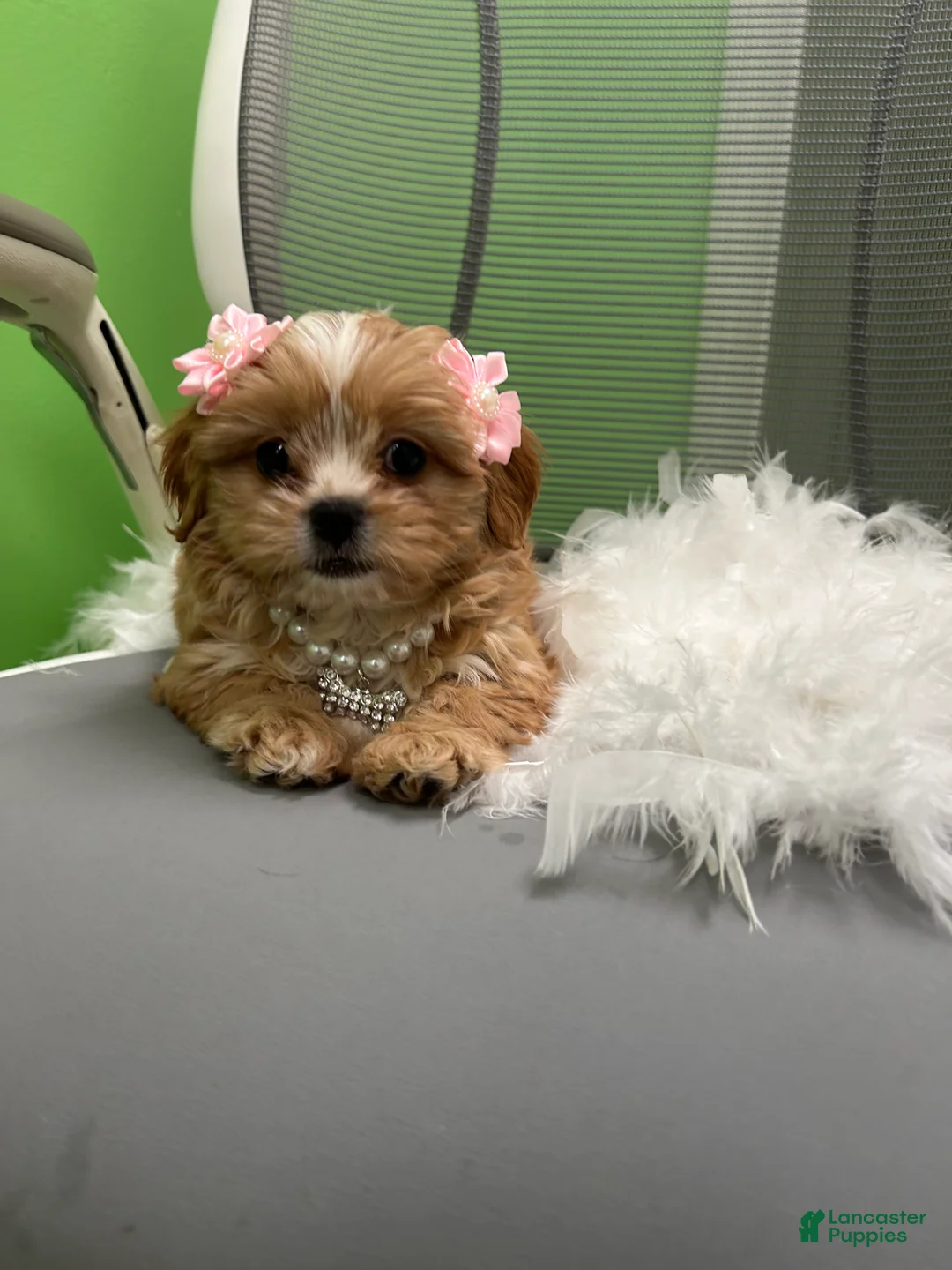 Shihpoo dogs for sale: Shihpoo 3 - Ad 3