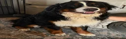 Bernese Mountain Dog dogs for sale: CamoGreen - Ad 28