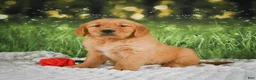 Golden Retriever dogs for sale: Stella - Ad 6