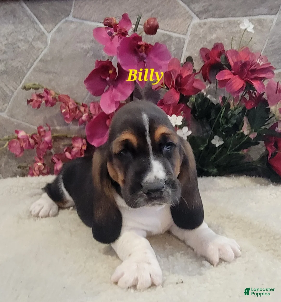 Basset Hound dogs for sale: Billy - Ad 3