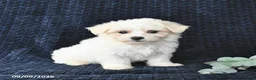 Maltese dogs for sale: Tessie - Ad 3