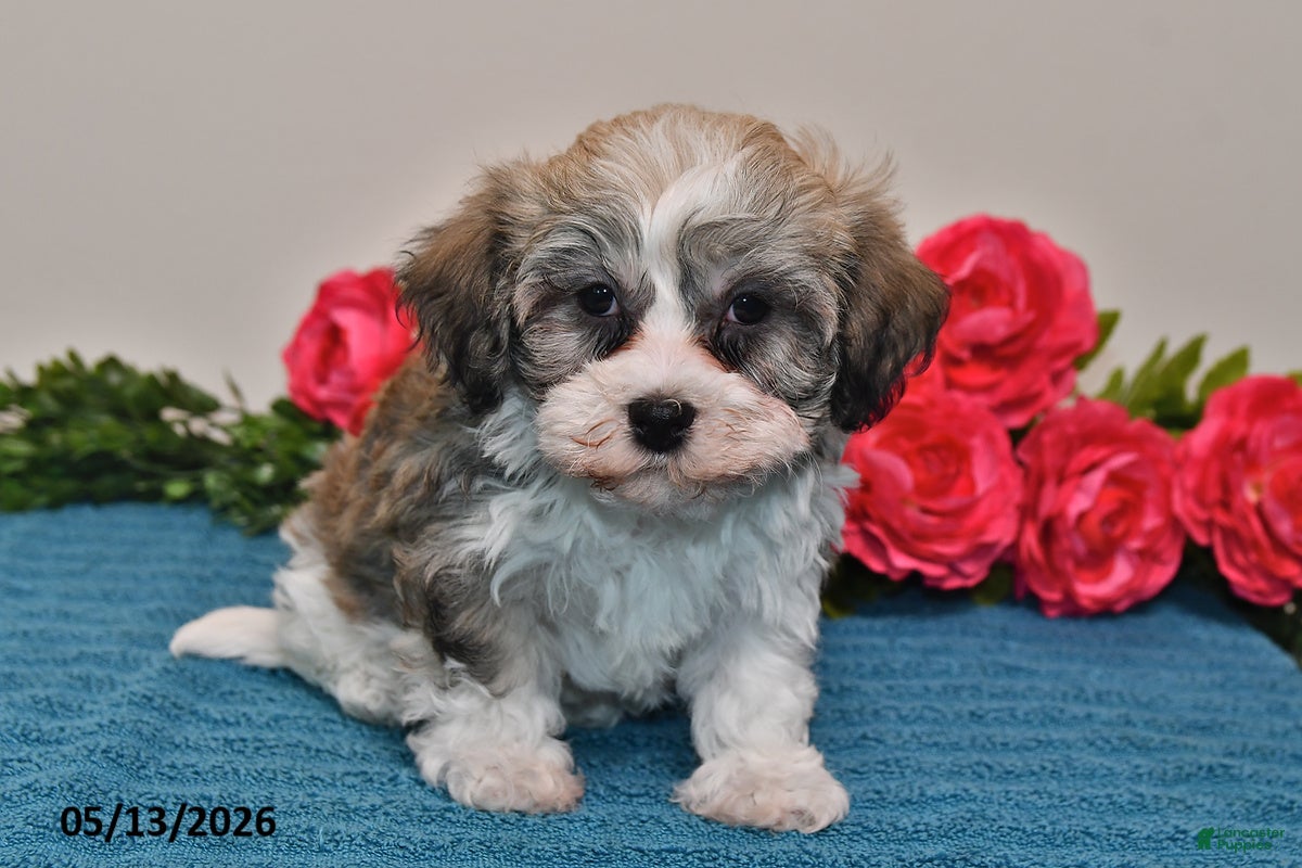 Havanese dogs Rex - Ad 1