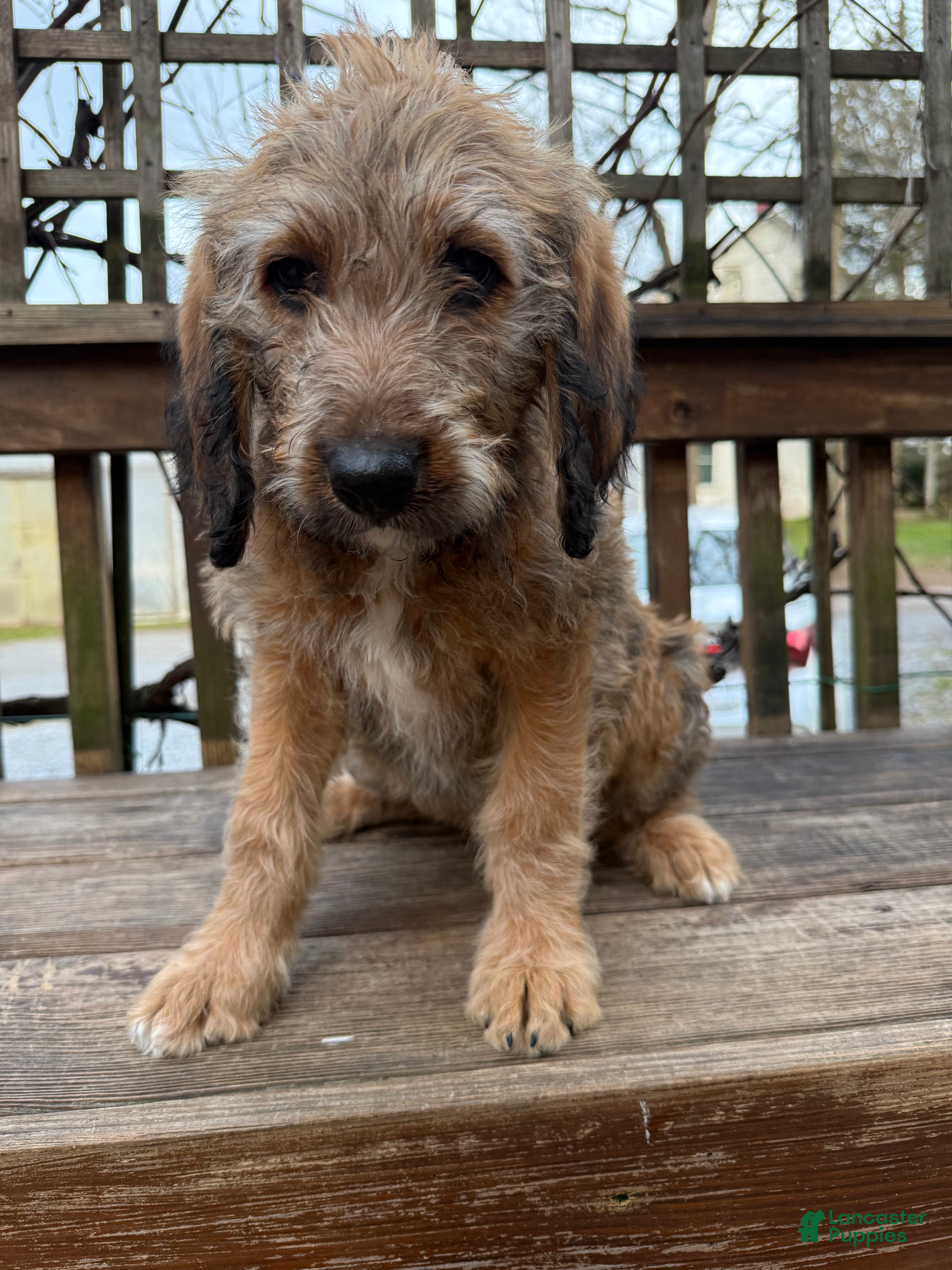 Mixed Breed dogs Sofie - Ad 2