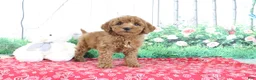 Mini Goldendoodle dogs for sale: Tina - Ad 4