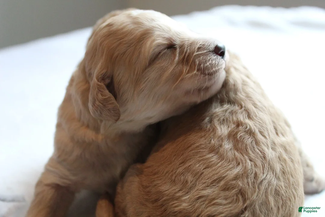 Mixed Breed dogs for sale: Shadow - Ad 9