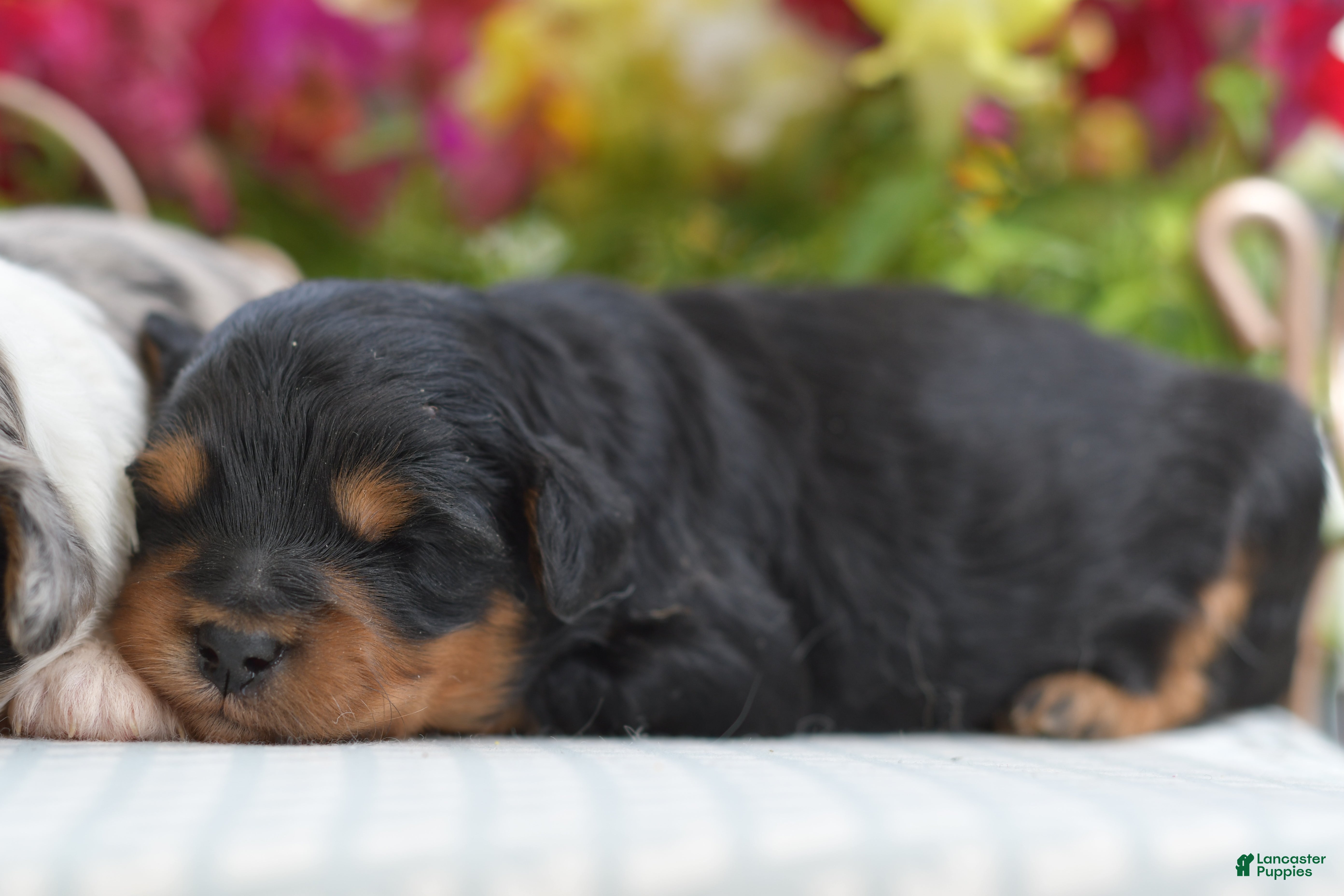 Aussiedoodle dogs Porkie - Ad 1