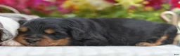 Aussiedoodle dogs for sale: Small fry - Ad 6