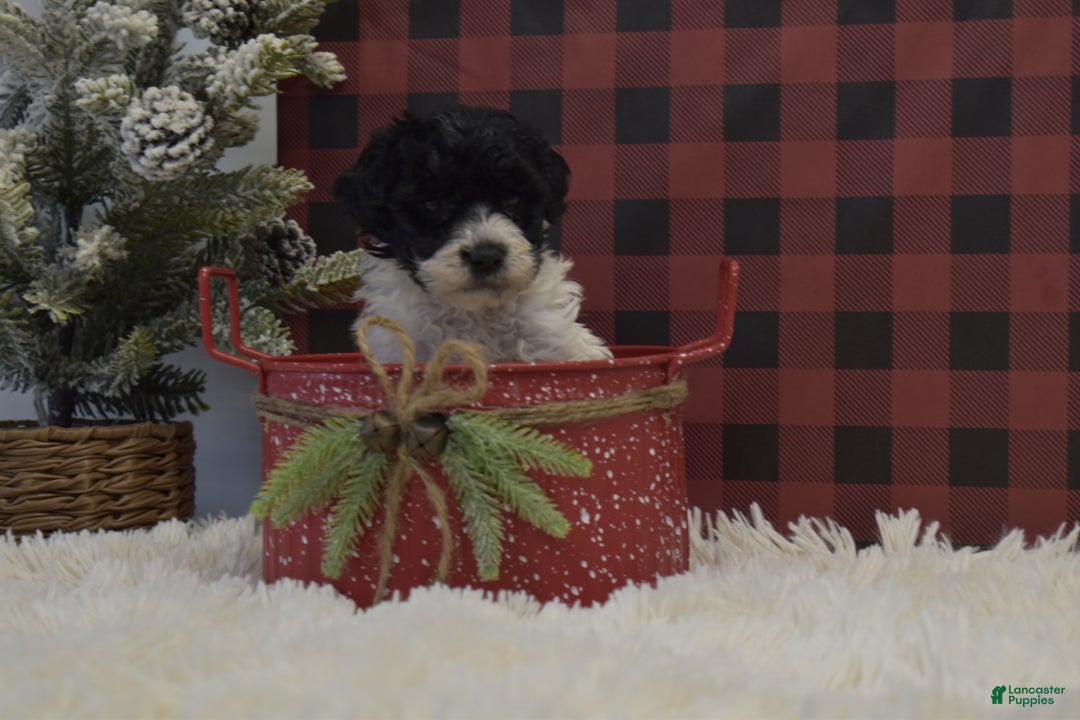 Miniature Poodle dogs for sale: Mason - Ad 2