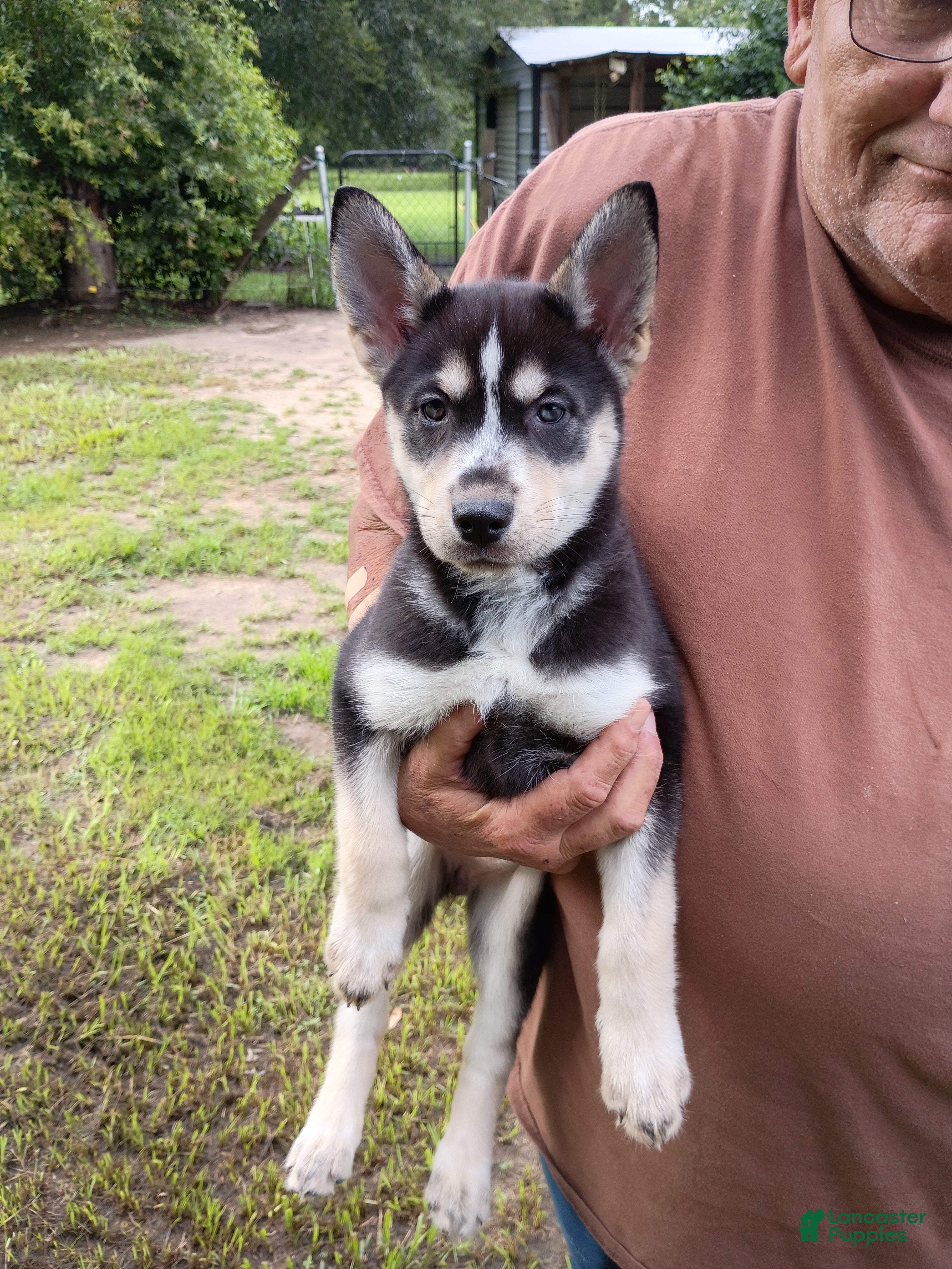 Siberian Husky dogs Yellow Collar 1st Born - Temp Name is Sunny - Ad 27