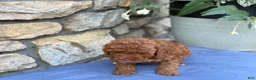 Miniature Poodle dogs for sale: Murphy - Ad 8