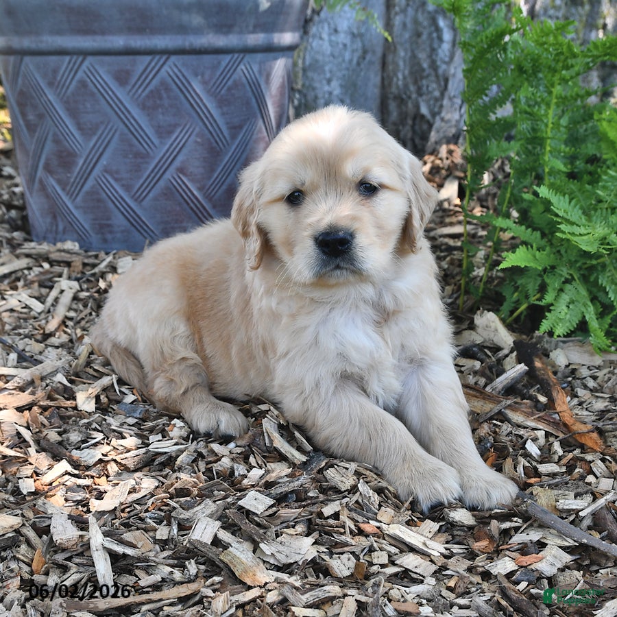 Golden Retriever dogs for sale: Cooper - Ad 3
