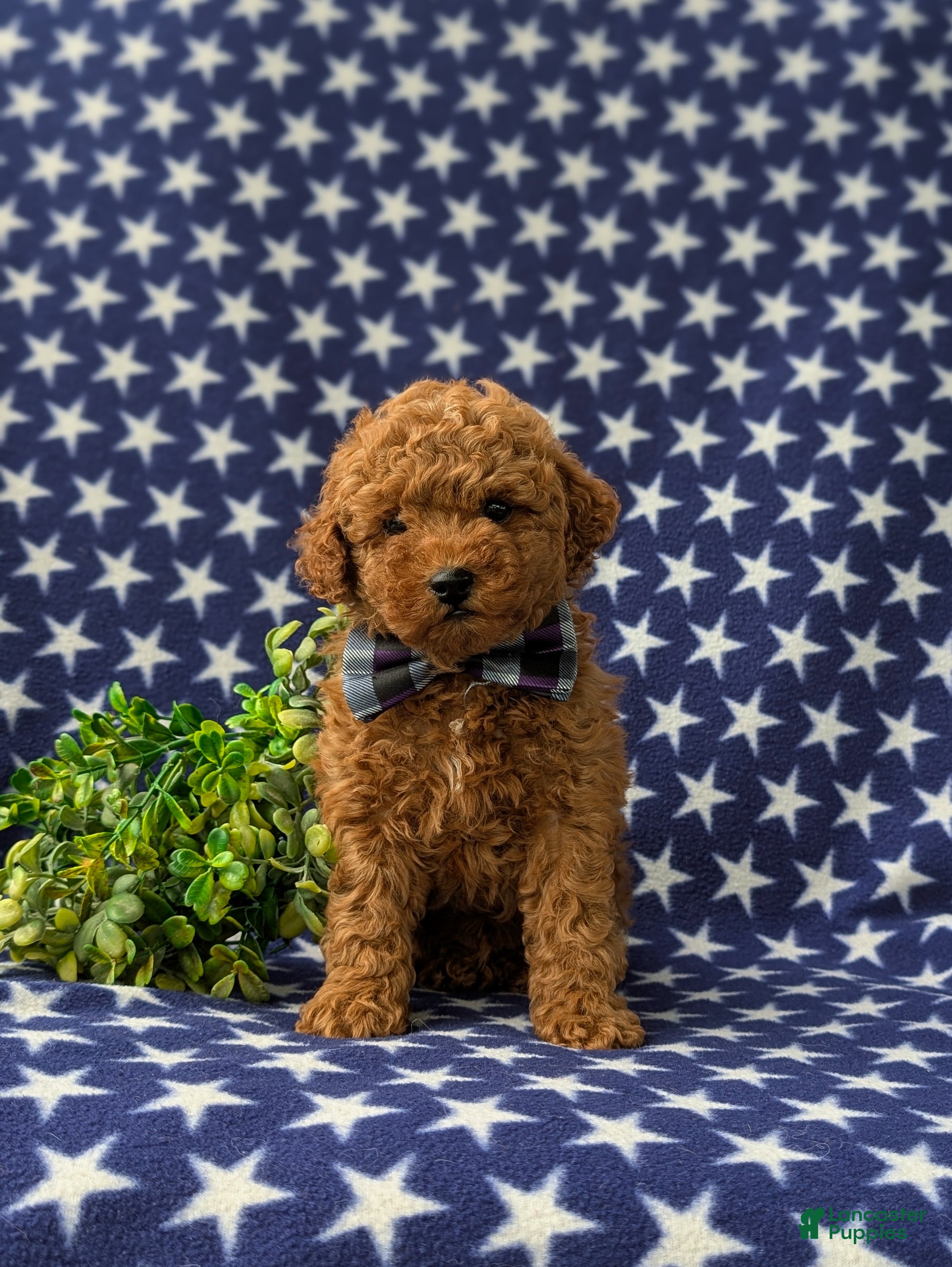 Miniature Poodle dogs Richmond AKC Registered - Ad 2
