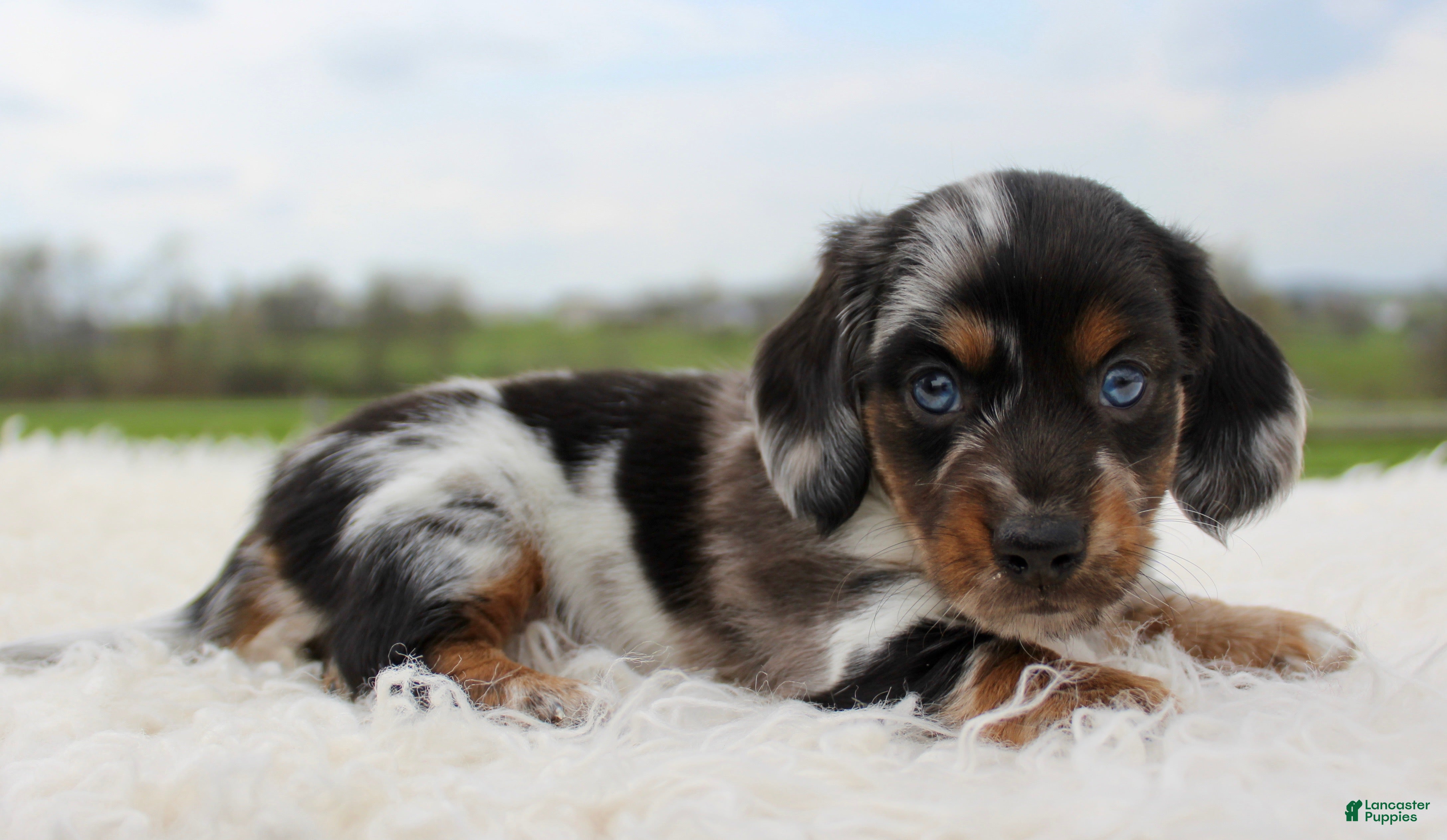 Miniature Dachshund dogs Mini Dachshund Boy 1 - Ad 3