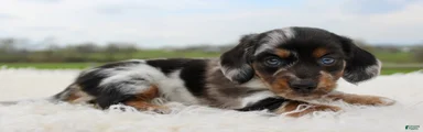 Mini Dachshund Boy 1