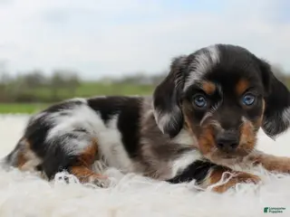 Miniature Dachshund dogs Mini Dachshund Boy 1 - Ad 3