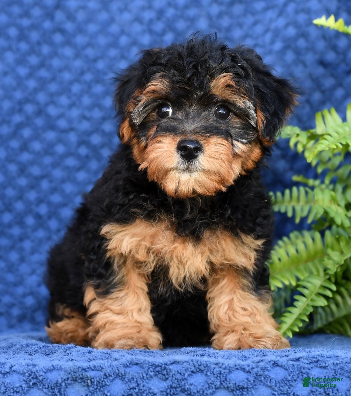 Yorkie Poo Yorkie Pom For Sale Near Me Yorkie Poo Maltese Yorkie