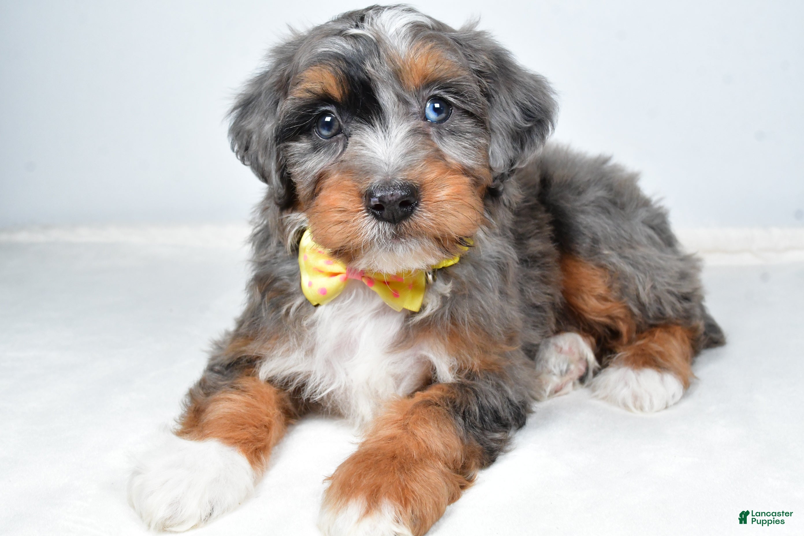 Mini Aussiedoodle dogs Noah - Ad 2