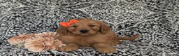 Golden Retriever dogs for sale: Sophie - Ad 5