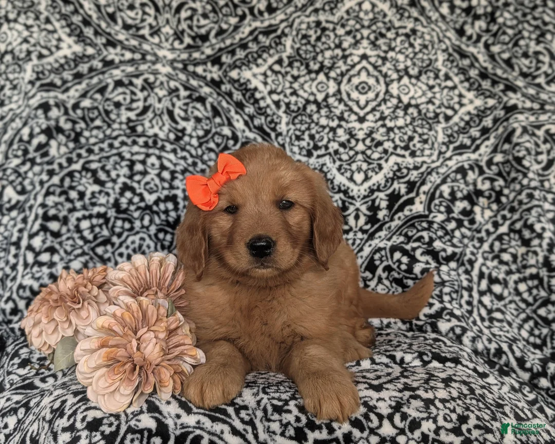 Golden Retriever dogs for sale: Sophie - Ad 5