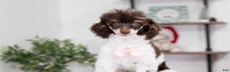 Miniature Poodle dogs for sale: Betty - Ad 4