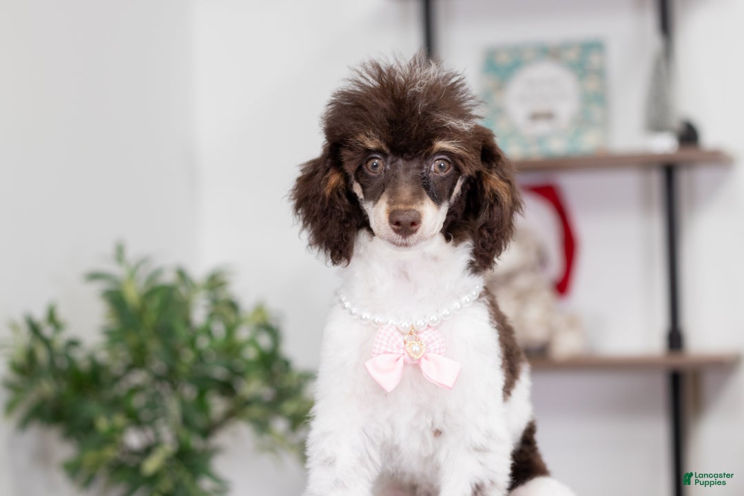 Miniature Poodle dogs for sale: Betty - Ad 4